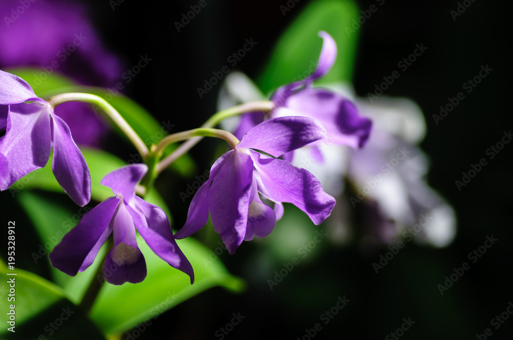 Elegant violet orchids Catleya blossom in garden close up. Elegant violet orchids Catleya blossom in garden close up.