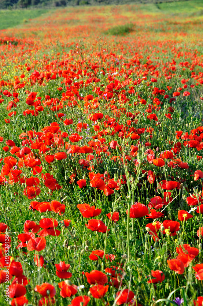 Poppy field in Summer