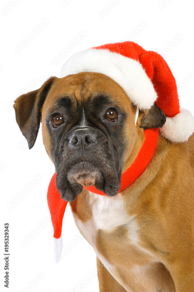 Boxer mit Weihnachtsmütze isoliert auf weißem Hintergrund