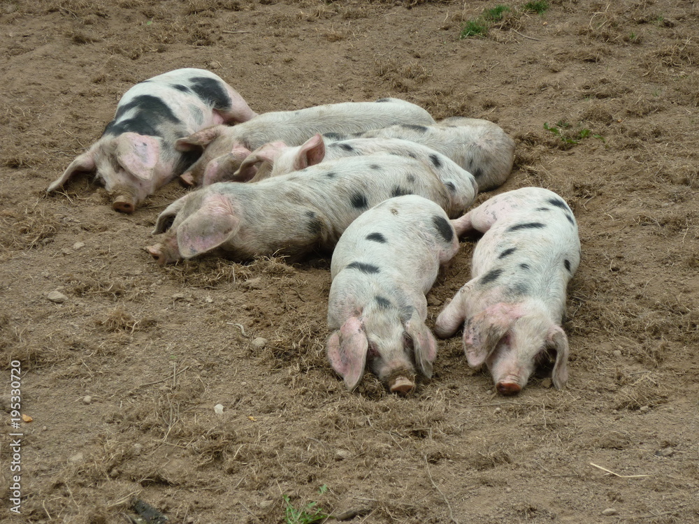 Cochon Cochon