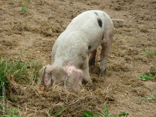 Cochon photo