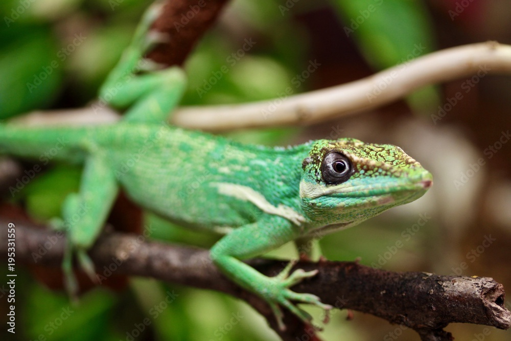 Anolide cubano o apolide notturno o anolis equestri su un ramo Anolide cubano o apolide notturno o anolis equestri su un ramo