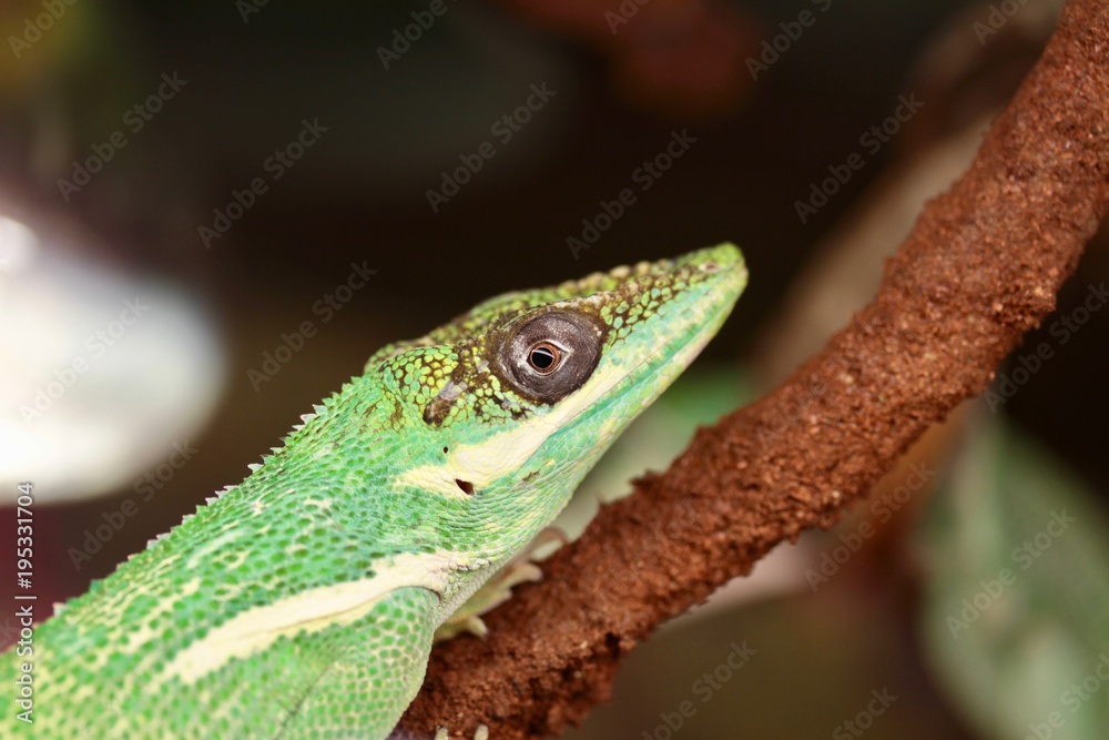 Anolide cubano o apolide notturno o anolis equestri su un ramo Anolide cubano o apolide notturno o anolis equestri su un ramo