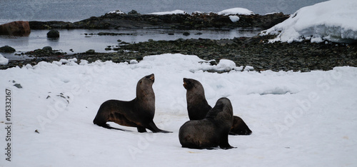 Antarctic Seal playing on Peterman Island, Antarctica. photo