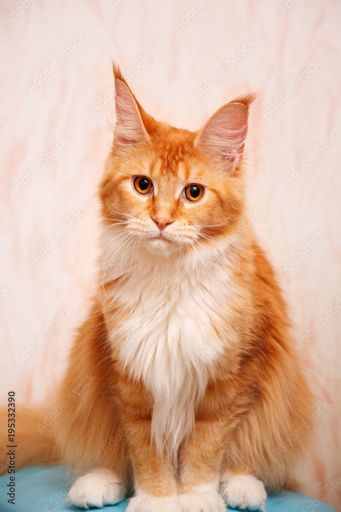 Maine Coon cat is sitting and looking at the camera. Cat color Red ticked with white