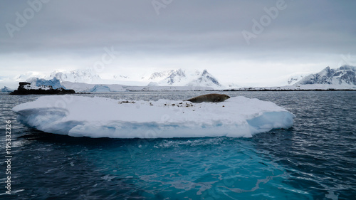 Antarctic Seal on Ice Shelf near Peterman Island, Antarctica. photo