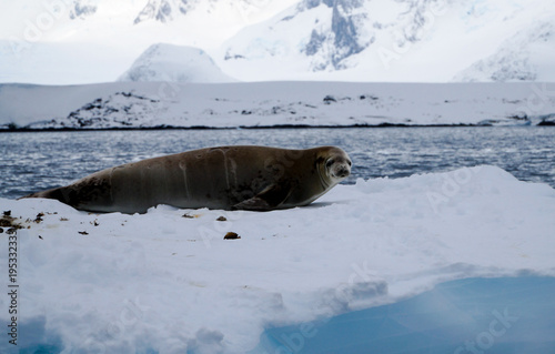 Antarctic Seal on Ice Shelf near Peterman Island, Antarctica. photo