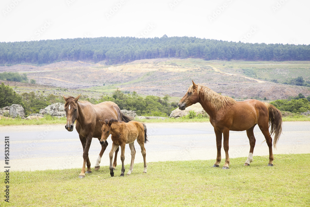 wild horses at Kaapschehoop south africa