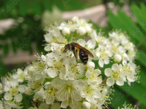White elder flowers with bee on it close up © vitusia