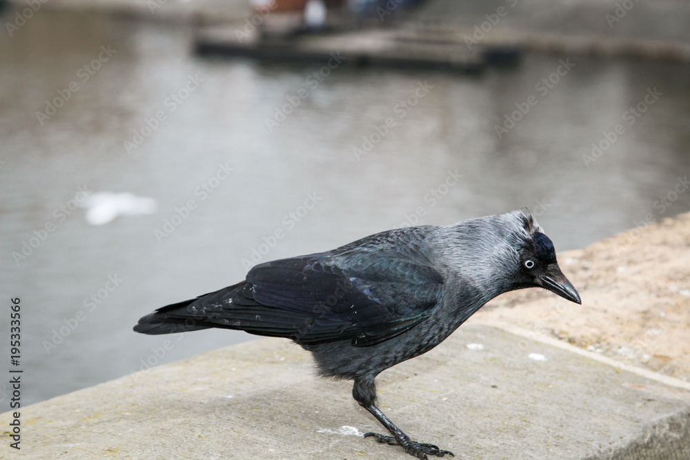 Obraz premium Dohle auf einer Mauer 