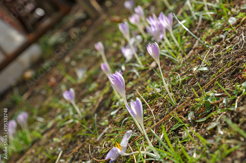 Frühblüher Krokus Wiese und  Schneeglöckchen photo