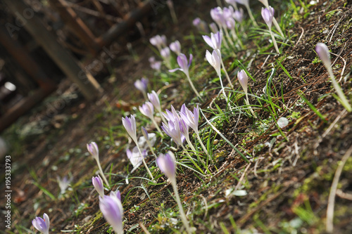 Frühblüher Krokus Wiese und  Schneeglöckchen photo