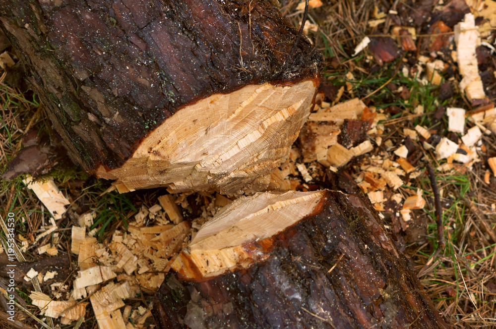 Cut down trees. Logging. Stumps of felled trees. Trunk of a felled tree. Cut down trees. Logging. Stumps of felled trees. Trunk of a felled tree.