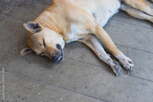Dog sleeps comfortably on the floor © fortyfour