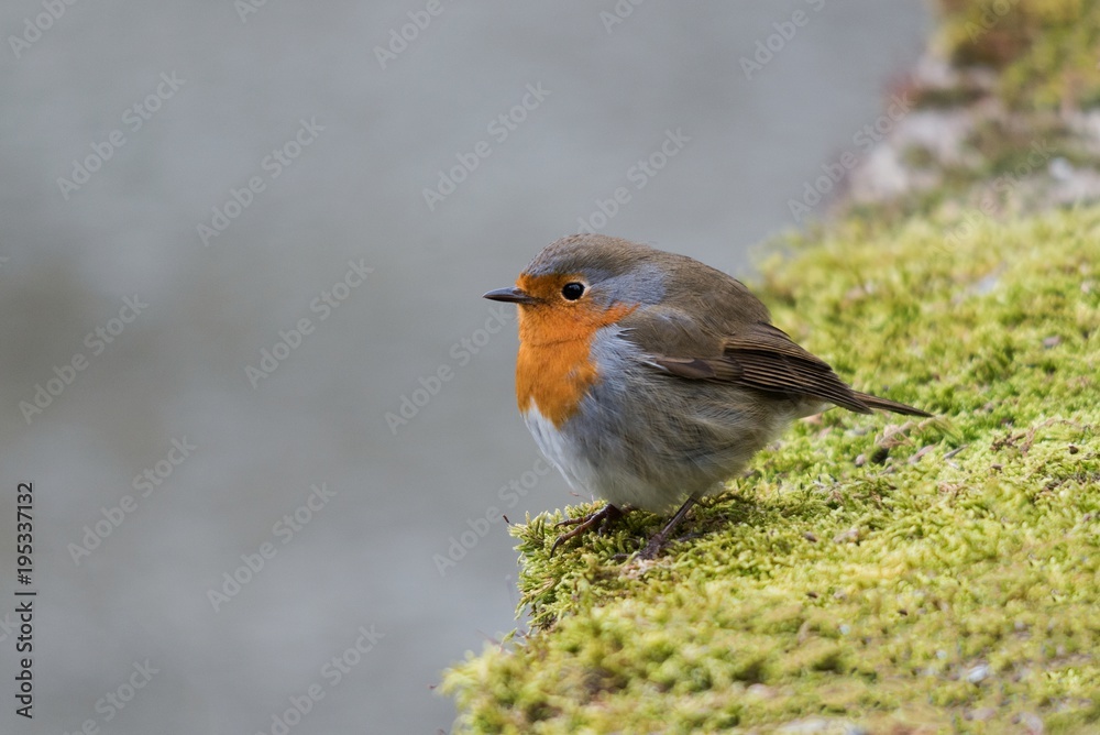 European robin sitting on a mossy wall in winter European robin sitting on a mossy wall in winter