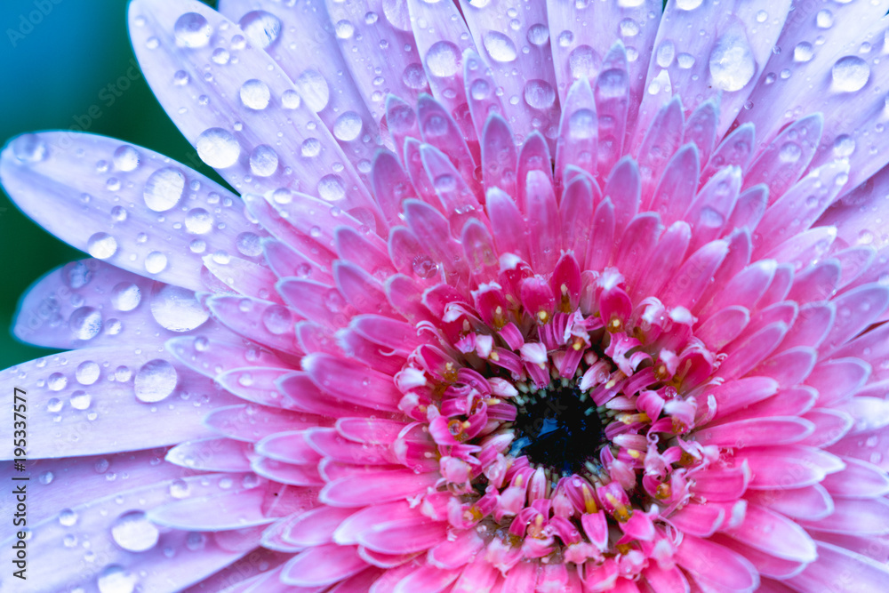top view gerbera flower colorful top view gerbera flower colorful