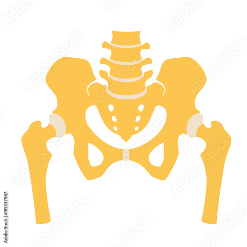 Fragment of the structure of the human skeleton. Pelvic girdle and thighs. Connective cartilaginous tissue. Silhouette. Sign. Vector. Flat design