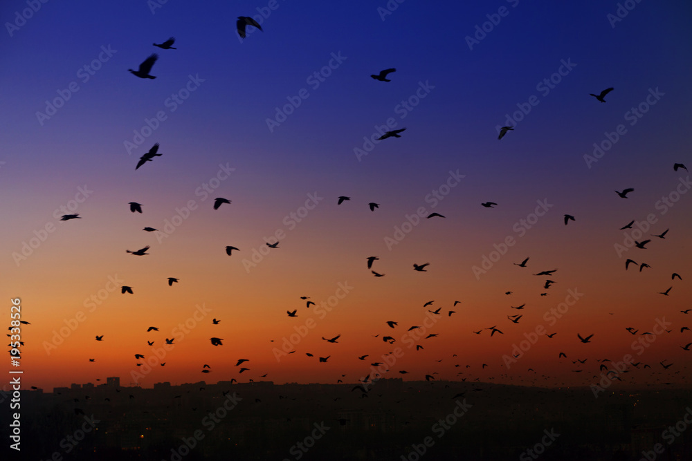 Obraz premium birds in the evening sky