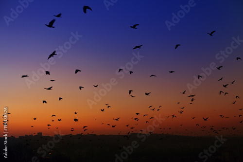 birds in the evening sky
