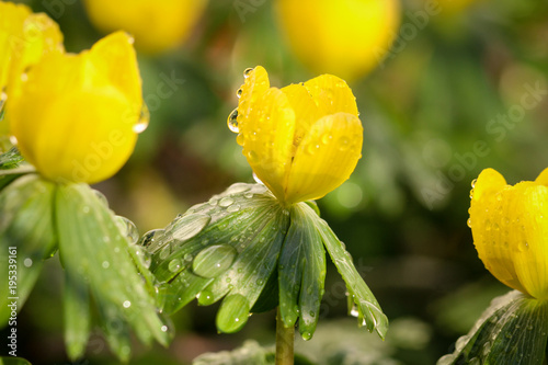 Fototapeta Naklejka Na Ścianę i Meble -  Winterling ( Eranthis hyemalis) 