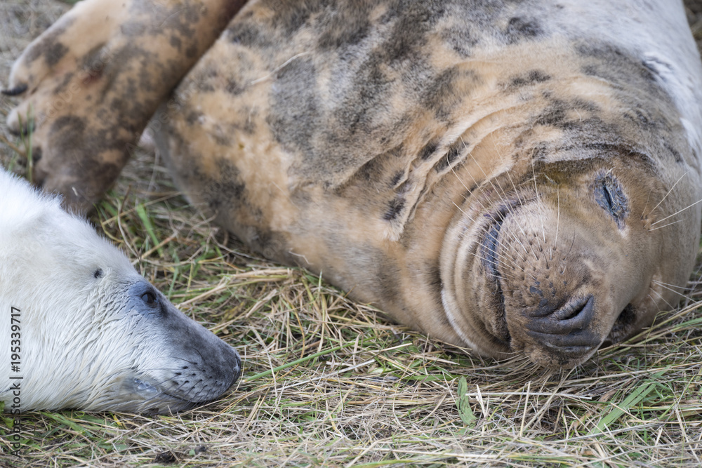 Donna Nook, Lincolnshire, UK – Nov 15: Close up on the heads of a fluffy white newborn baby grey seal pup and mother lying together on 15 Nov 2016 at Donna Nook Seal Santuary, Lincolnshire Wildlife Tr Donna Nook, Lincolnshire, UK – Nov 15: Close up on the heads of a fluffy white newborn baby grey seal pup and mother lying together on 15 Nov 2016 at Donna Nook Seal Santuary, Lincolnshire Wildlife Tr