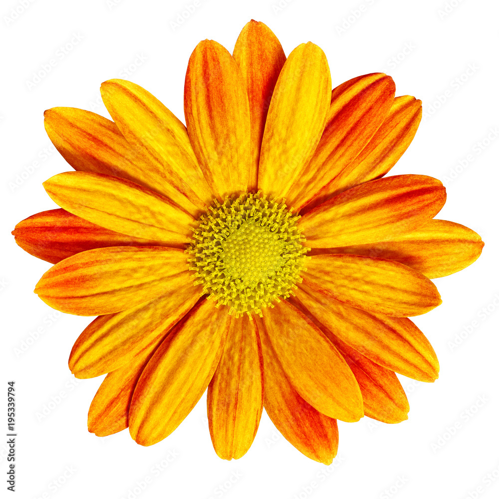 Garden flower red-orange daisy isolated on white background. Close-up. Macro. Element of design. Garden flower red-orange daisy isolated on white background. Close-up. Macro. Element of design.