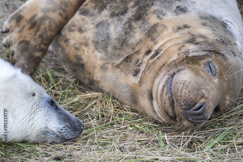 Donna Nook, Lincolnshire, UK – Nov 15: Close up on the heads of a fluffy white newborn baby grey seal pup and mother lying together on 15 Nov 2016 at Donna Nook Seal Santuary, Lincolnshire Wildlife Tr