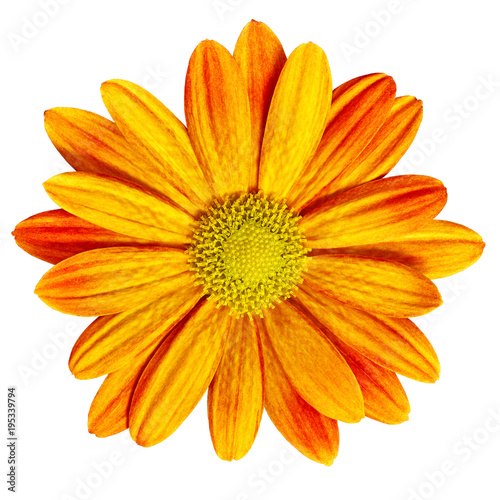 Garden flower red-orange daisy isolated on white background. Close-up. Macro. Element of design.