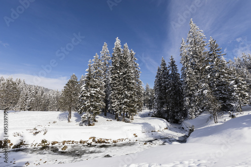 Frozen creek with snowy fir trees on a beautiful winter day in Switzerland