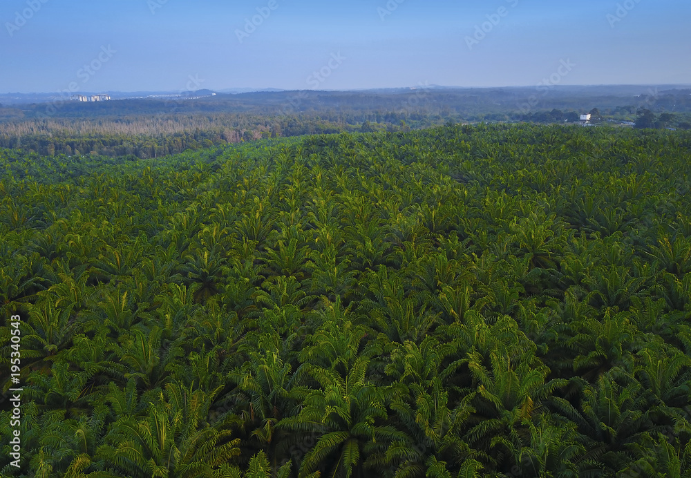 Aerial view of green palm plantation during sunrise.