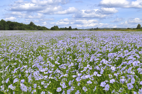 A field of blooming flax (Linum perenne)
