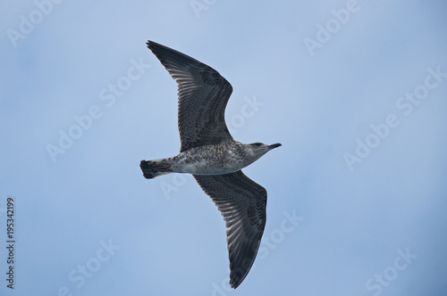 Seagull flying at blue sky