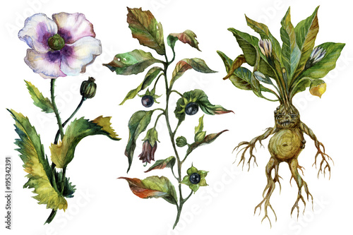 Watercolor attributes of alchemy. Medicinal herbs. photo