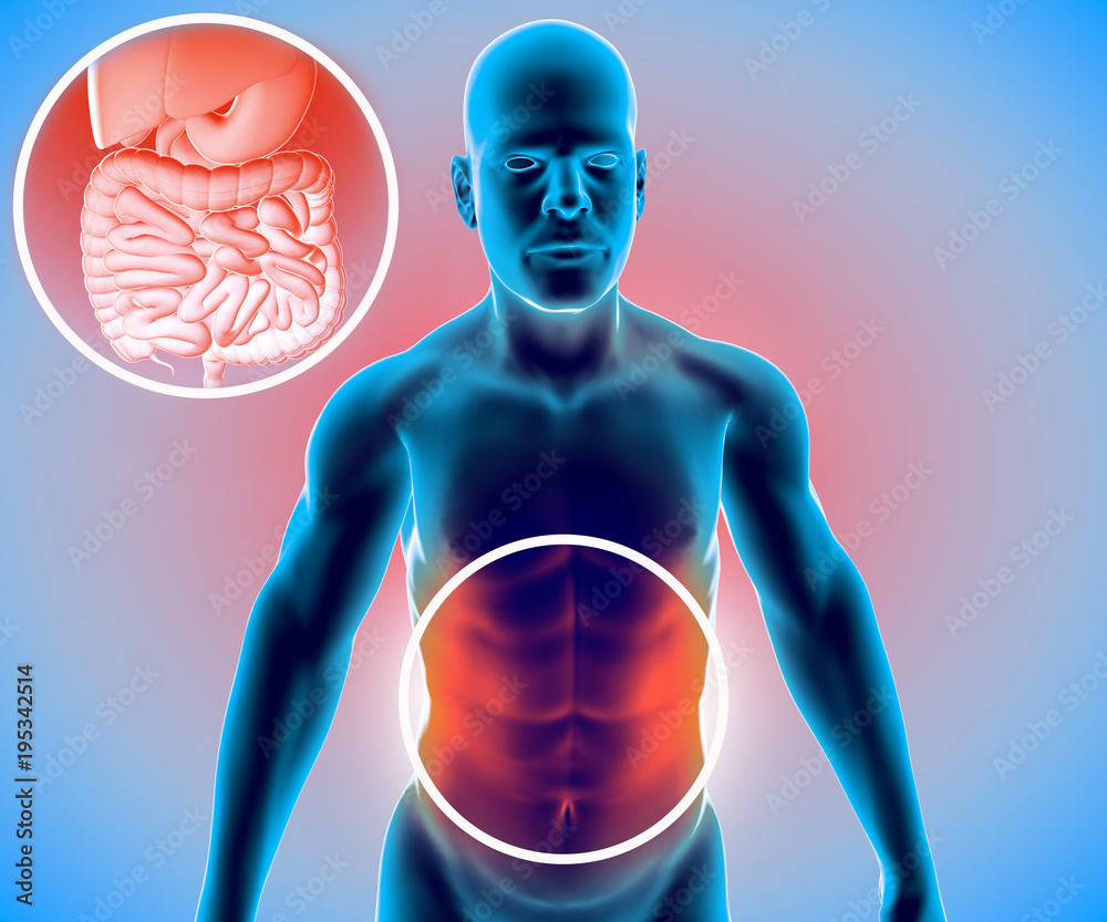 Corpo umano, uomo, apparato digerente, anatomia. Intestino