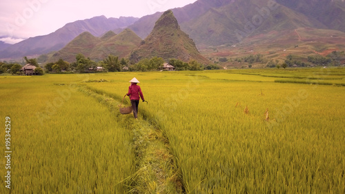 Aerial of farmer working in rice fields, Mu Cang Chai, Vietnam