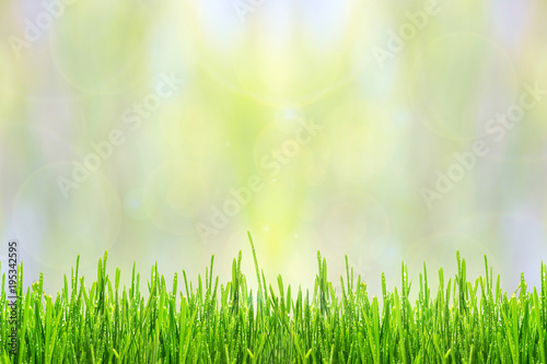 Spring or summer abstract background with green grass and sunlight bokeh lights