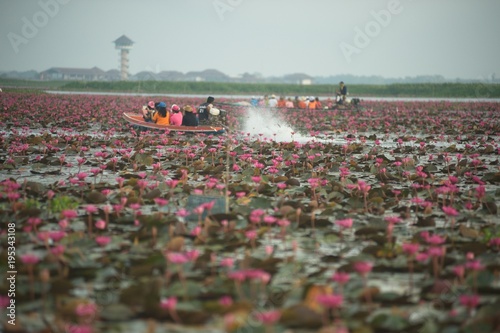 Tourists at the sea of Red Lotus ( Pink water lilies lake ) in Thailand. photo