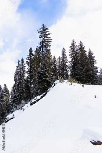 coniferous forest in winter © dbrus