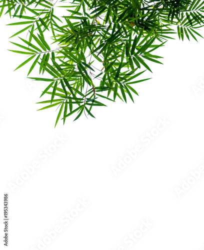 green bamboo leaves isolated on white background..