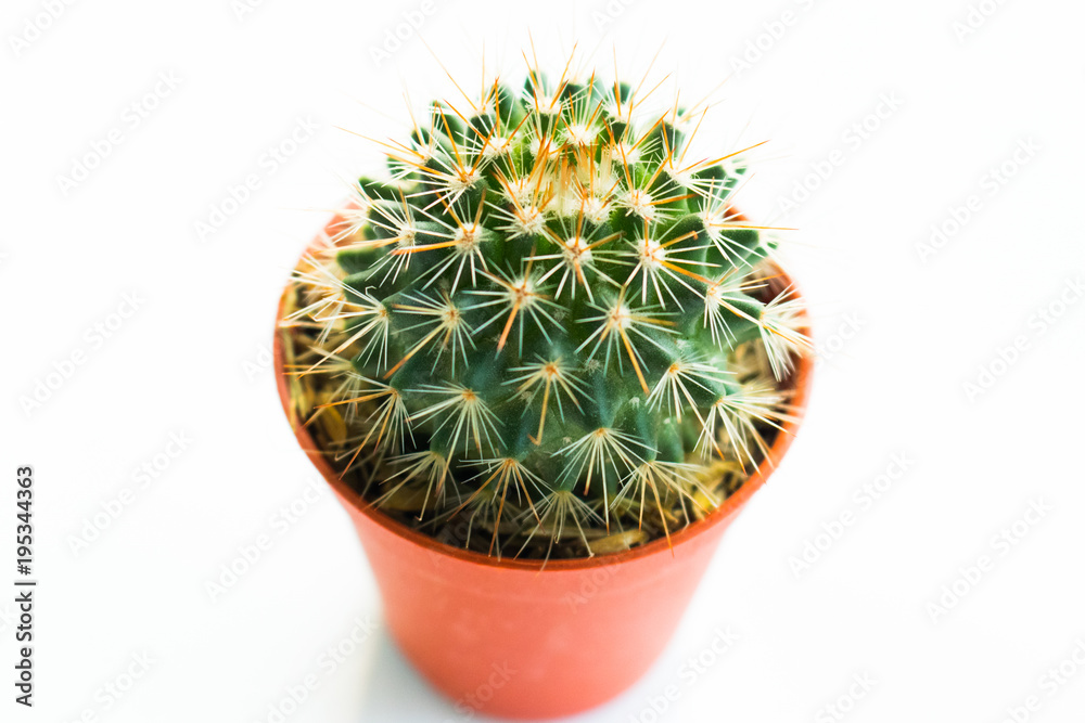cactus isolated on white background cactus isolated on white background