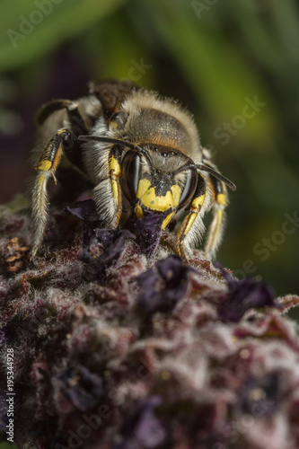Male Wool-carder Bee - Anthidium manicatum