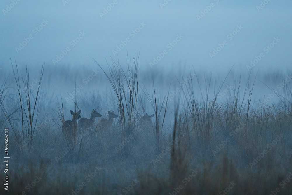 Naklejka premium Axis deer in the nature habitat during misty morning. Deer in the magical morning fog in corbett national park. Misty mornig in India. Jim Corbett´s park. Axis axis.
