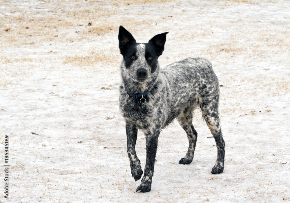 Young Texas Heeler dog standing on frozen, snowy ground looking at the viewer Young Texas Heeler dog standing on frozen, snowy ground looking at the viewer