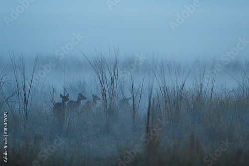 Axis deer in the nature habitat during misty morning. Deer in the magical morning fog in corbett national park. Misty mornig in India. Jim Corbett´s park. Axis axis. photo