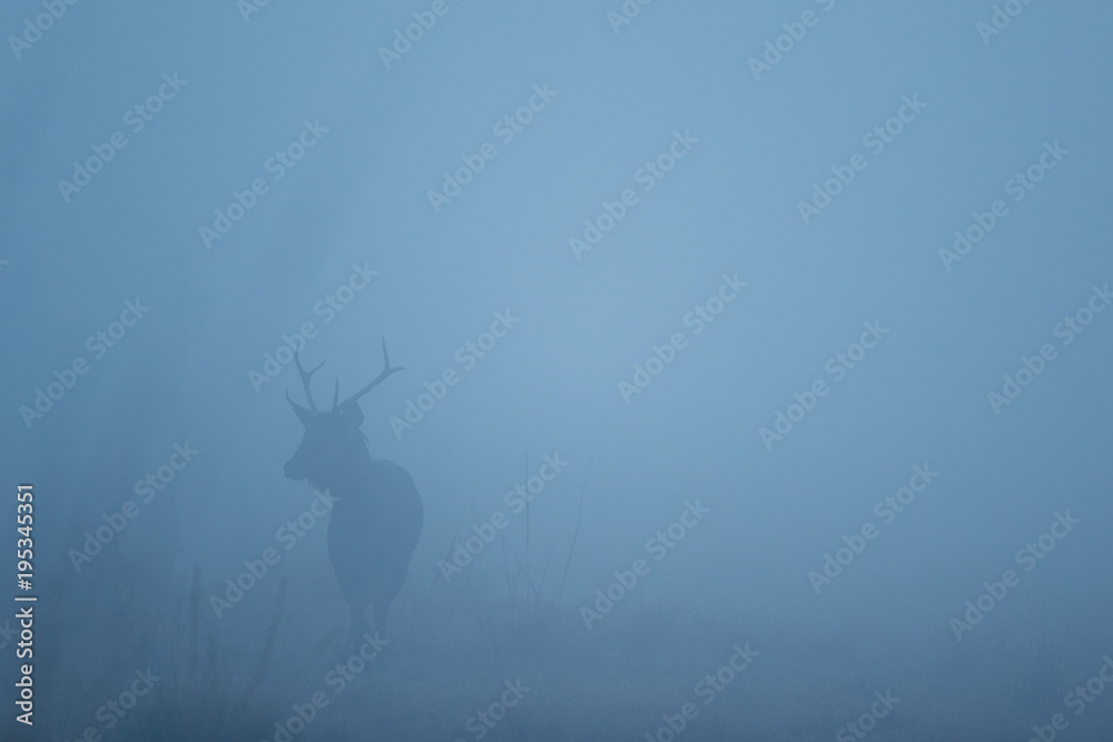 Sambar deer in the nature habitat during misty morning. Deer in the magical morning fog in corbett national park. Misty mornig in India. Jim Corbett´s park. Rusa unicolor.