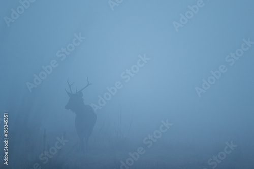 Sambar deer in the nature habitat during misty morning. Deer in the magical morning fog in corbett national park. Misty mornig in India. Jim Corbett´s park. Rusa unicolor.