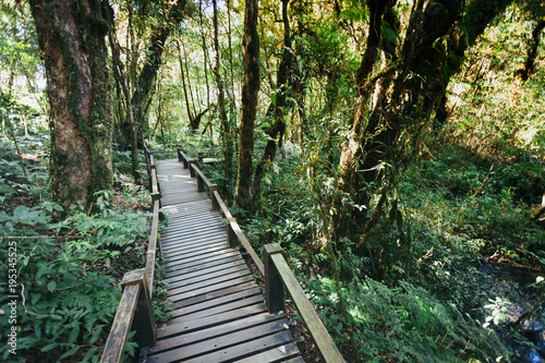 Wooden footpath in the forest in Doi Inthanon national park  Thailand.