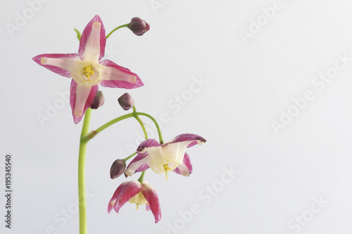 Blüte einer Elfenblume / Epimedium vor weißem Hintergrund