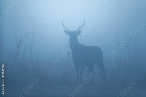 Sambar deer in the nature habitat during misty morning. Deer in the magical morning fog in corbett national park. Misty mornig in India. Jim Corbett´s park. Rusa unicolor. © photocech