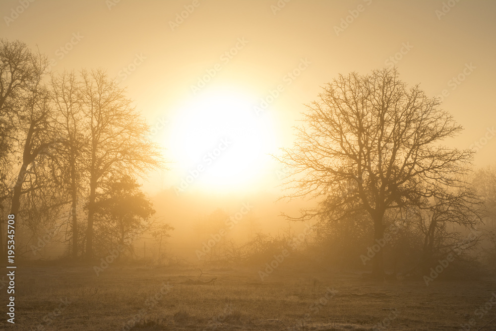 Foggy sunrise in golden tones in a rural pasture landscape Foggy sunrise in golden tones in a rural pasture landscape